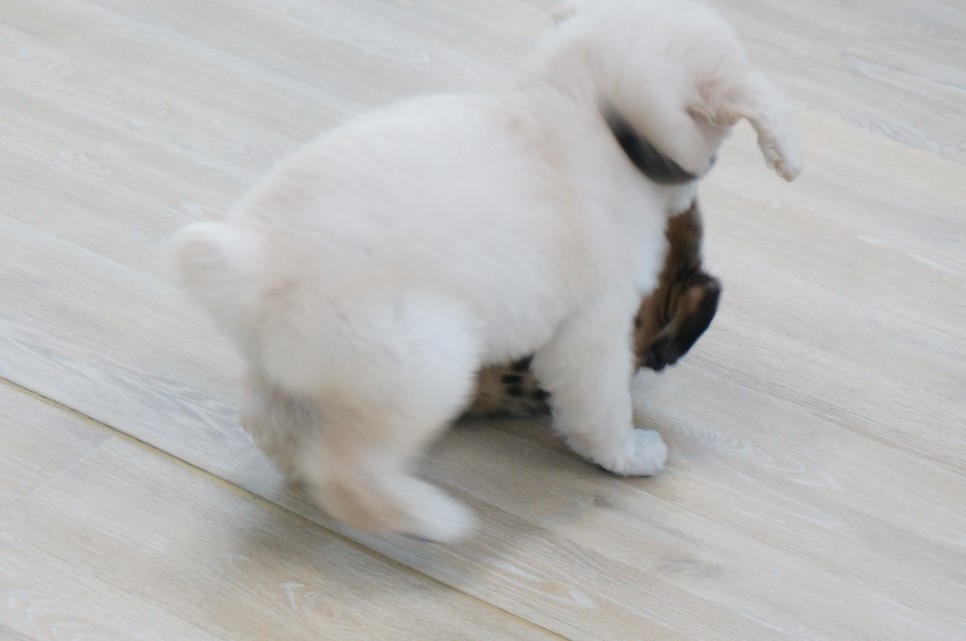 경산 애견분양 펫월드 + 귀여운 댕댕이