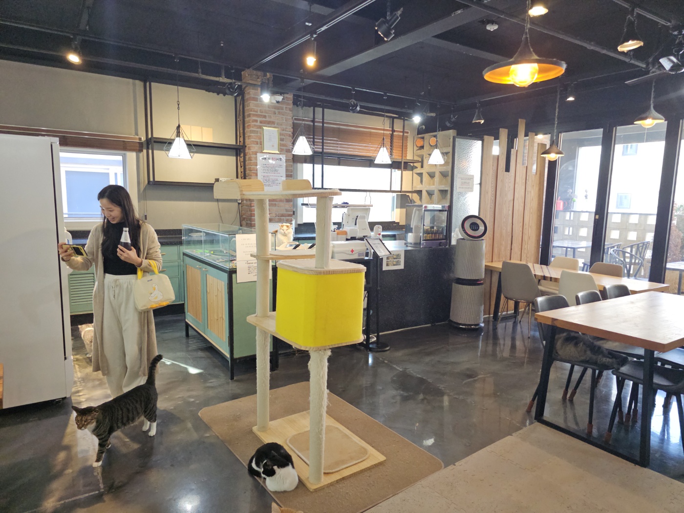 야옹이네 고양이 카페