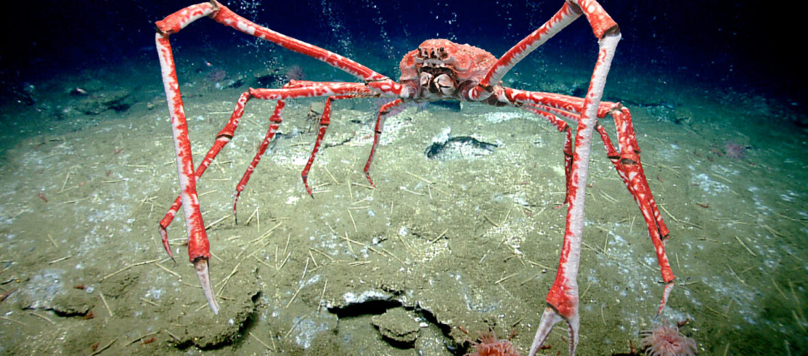 [갑각류 백과] 키다리게 Japanese Spider Crab