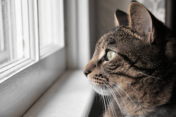 고양이 거세 수술