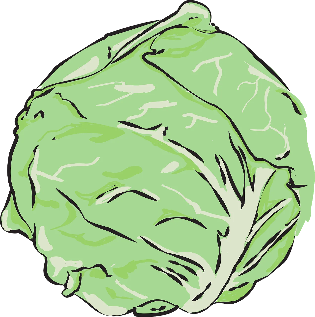 저칼로리 음식 추천 - 양배추