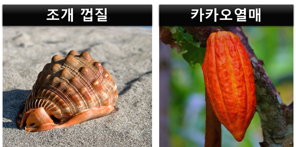 고대-인류-사람-화폐-단위-조개껍질-카카오열매