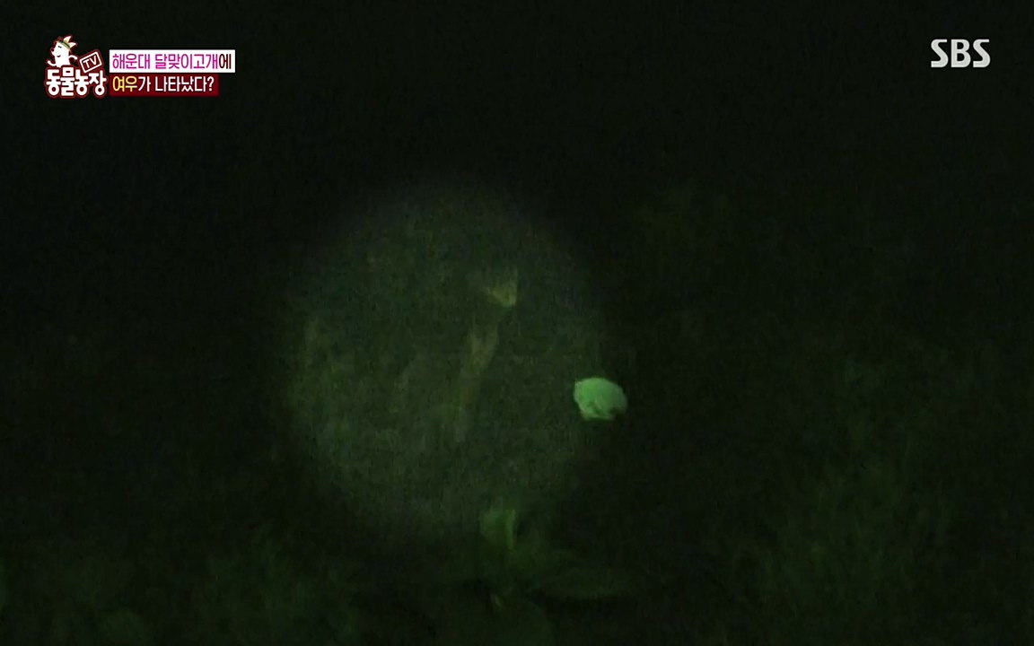 TV 동물농장.E1079.220725p-NEXT.mp4_20220724_151952.620.jpg