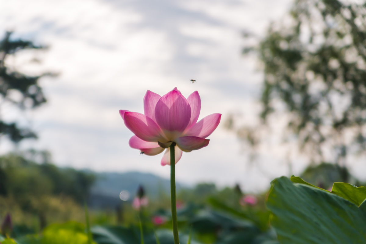  세미원의 연꽃 풍경