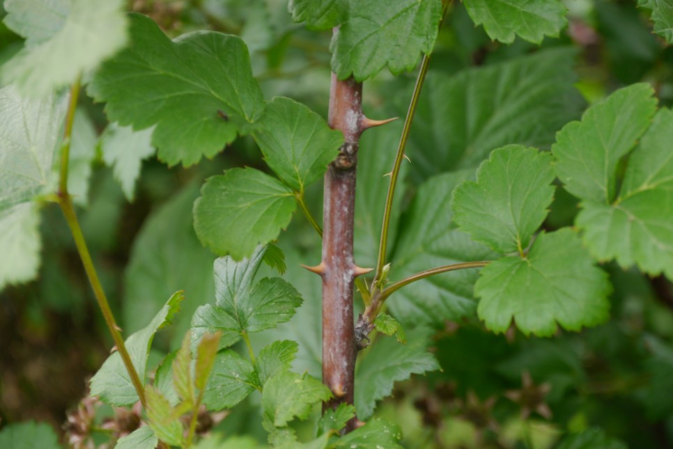 복분자 좋은 다이어트에도 좋아요! 5
