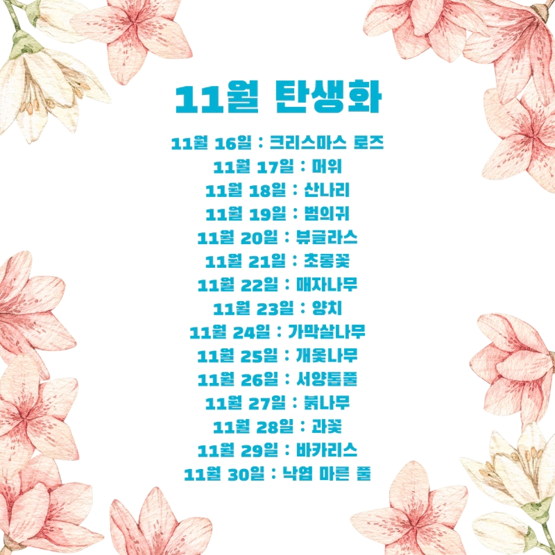 생일 축하 꽃말 11월 탄생화 (11월 1일-30일 날짜별 생일 꽃)