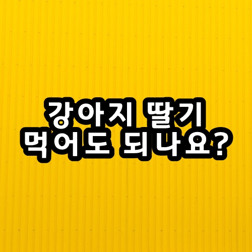  강아지 딸기 먹어도 되는 건가요? 4월 제철과일 딸기 효능