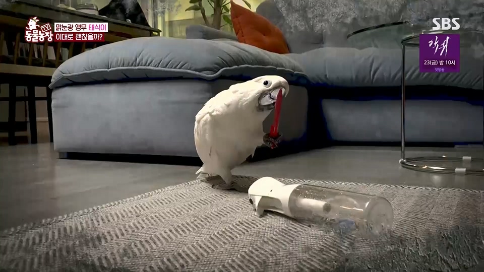 TV 동물농장.E1124.230611p.H264-F1RST.mp4_20230611_173600.730.jpg