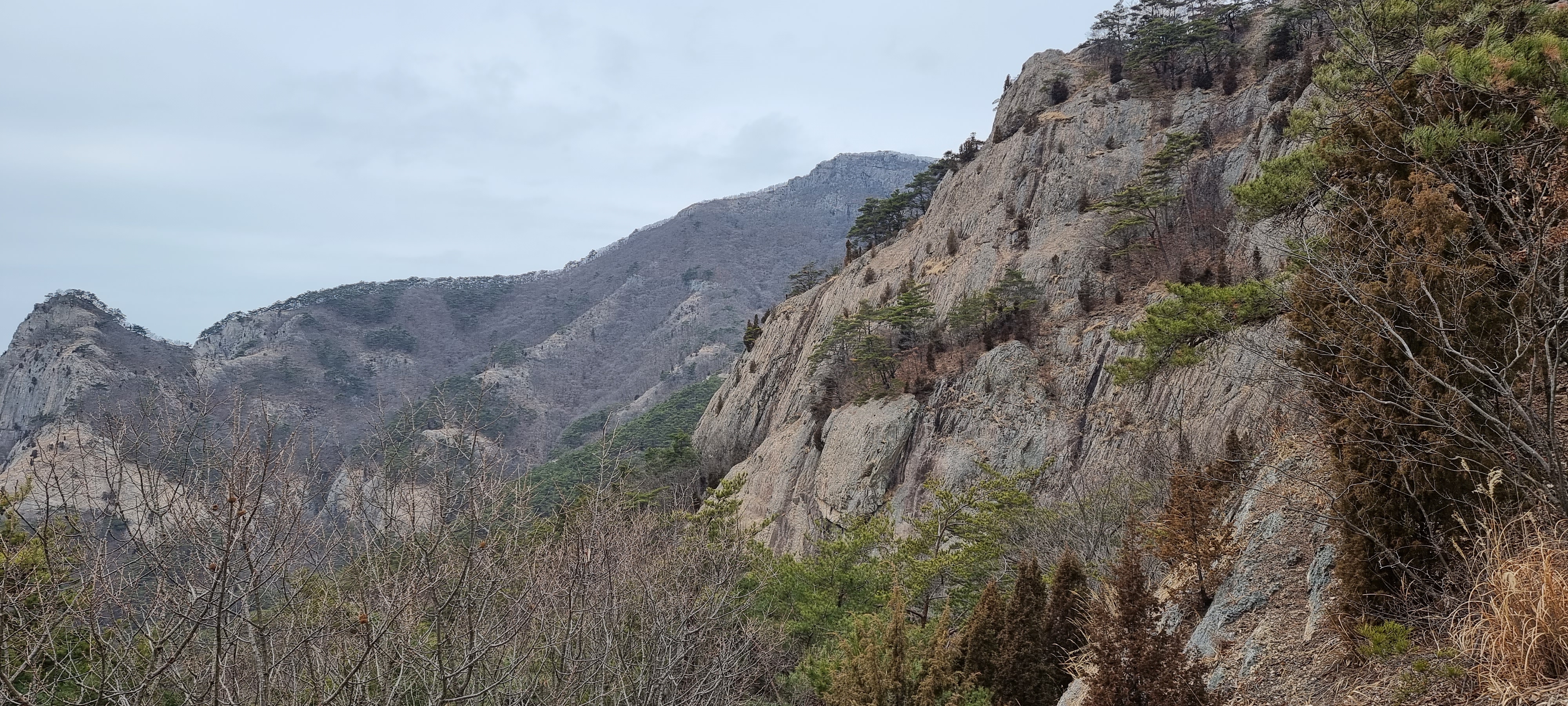 변산바람꽃 14