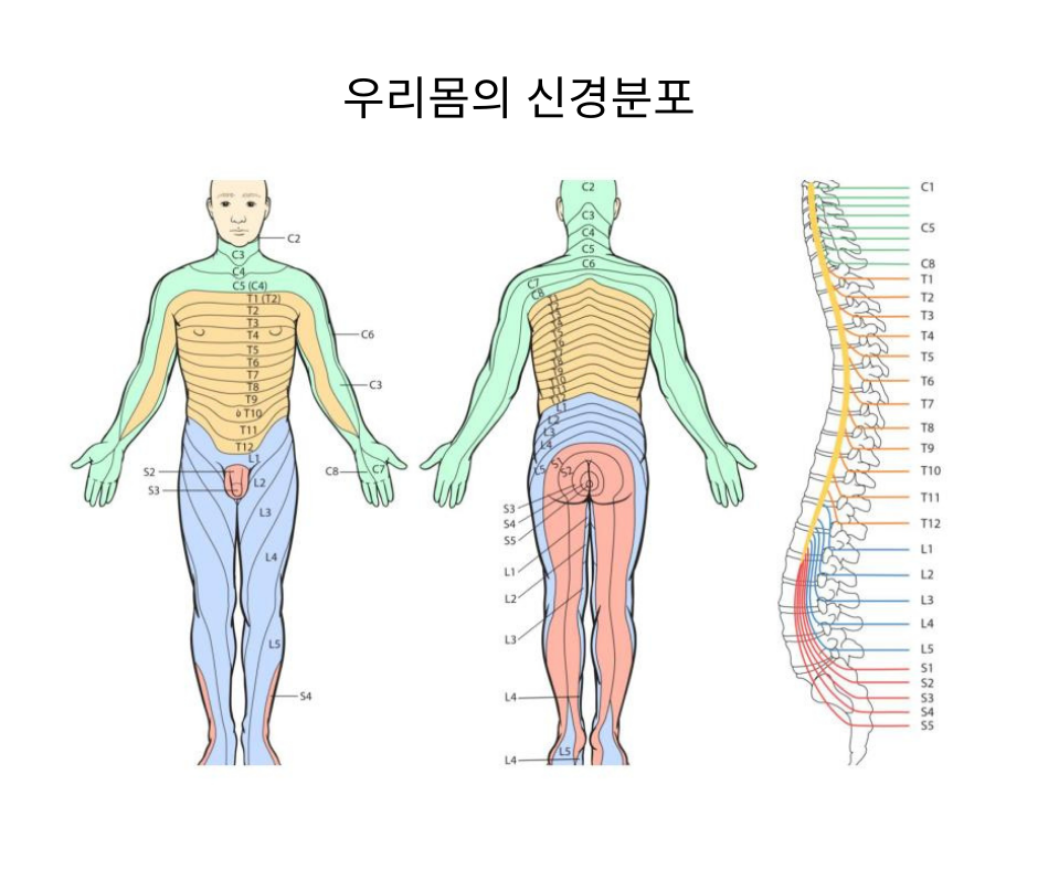 신경그림