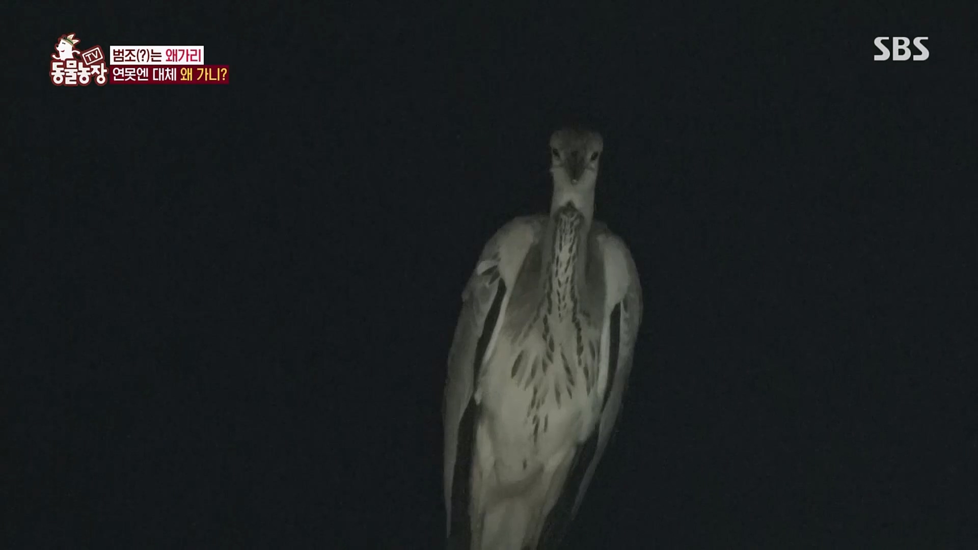 TV 동물농장.E1103.230108p.H264-F1RST.mp4_20230108_174633.698.jpg