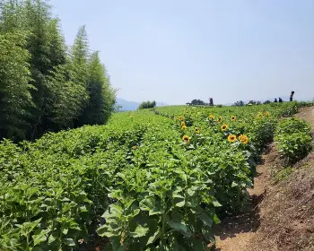강주 해바라기 축제_17
