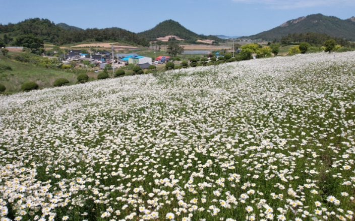 장산도 샤스타데이지 