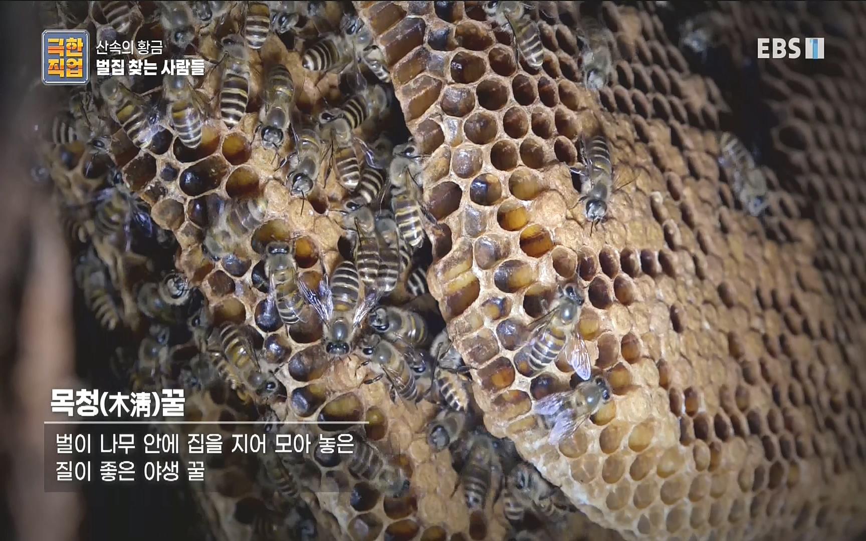 벌집 찾는 사람들.mp4_20221006_204822.484.jpg