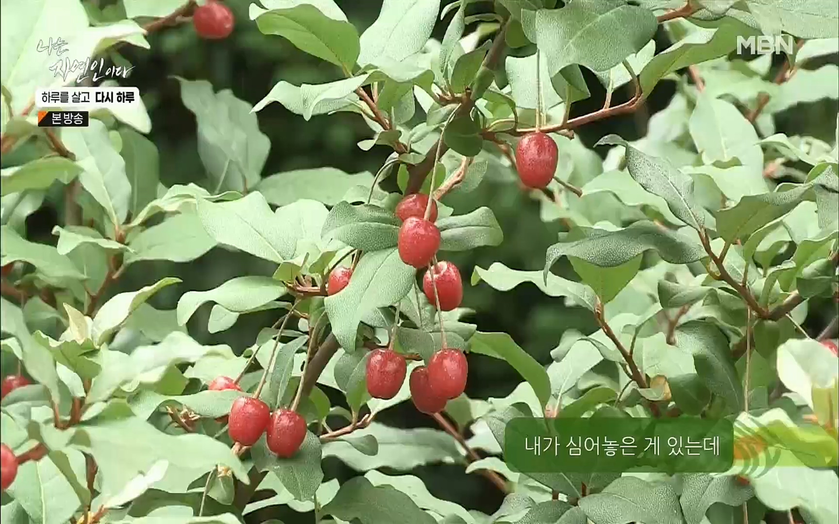 나는 자연인이다.E509.220706p.H264-F1RST.mp4_20220707_183724.886.jpg