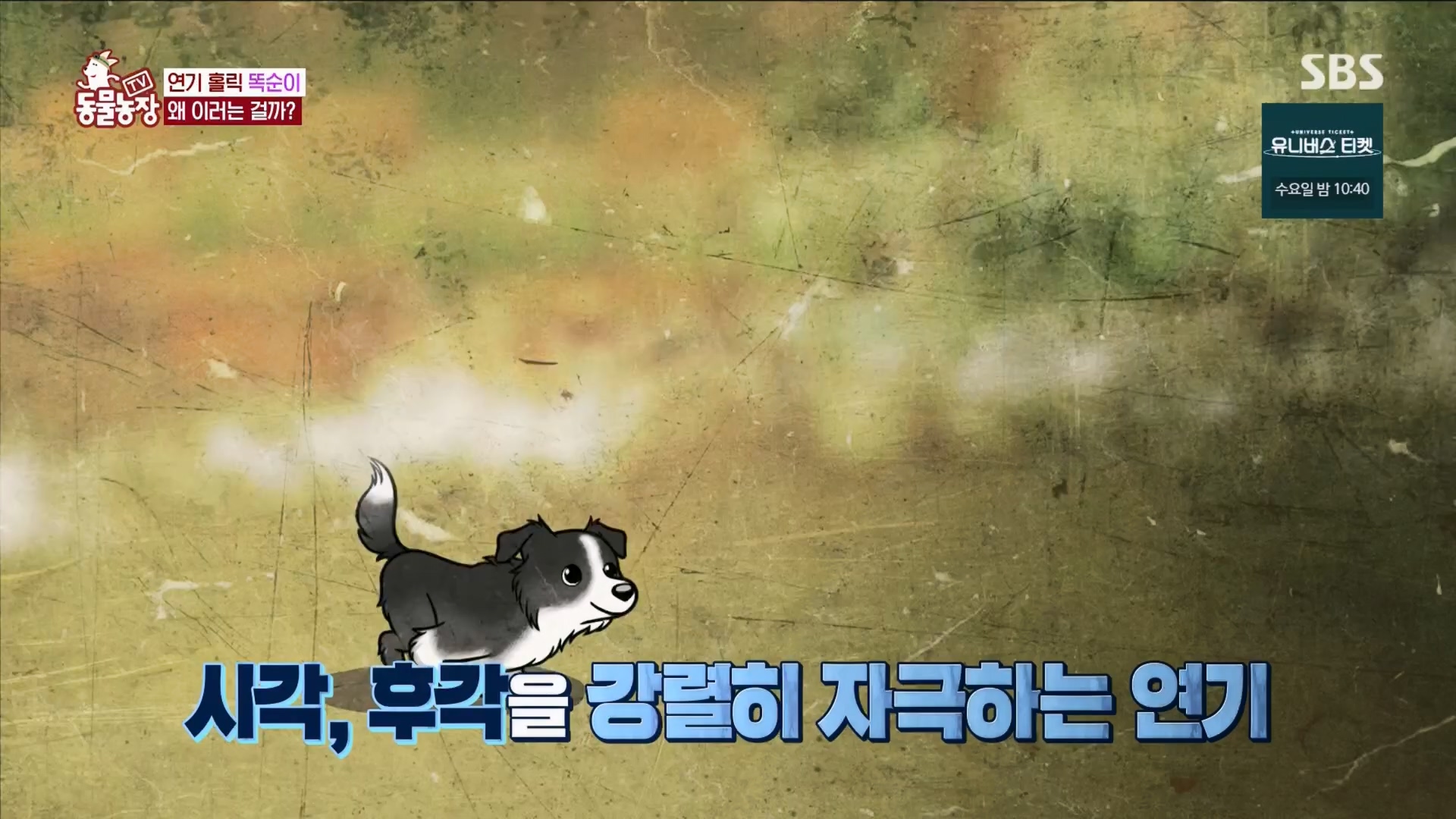 TV 동물농장.E1148.231203p.H264-F1RST.mp4_20231203_165829.333.jpg