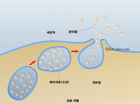 출처 : 두산백과