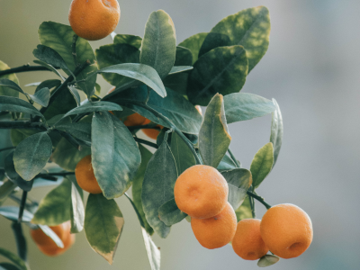 살구 효능 10가지 21