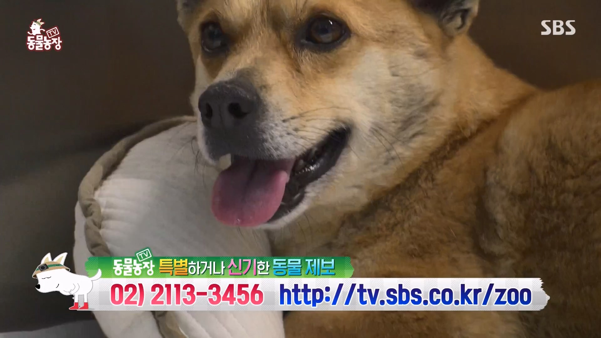 TV 동물농장.E1162.240310p-NEXT.mp4_20240310_162849.841.jpg