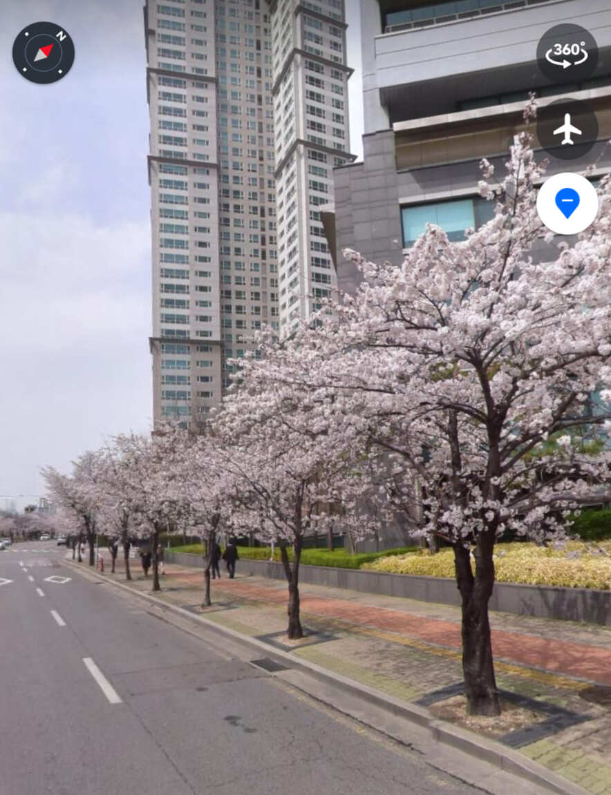 여의도 벚꽃축제 실시간 주차장 찾기 벚꽃 명소