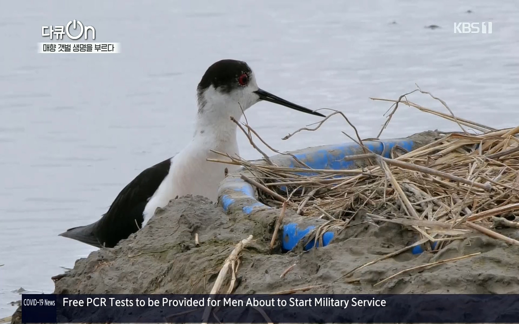 다큐 On.E151.220805p.H264-F1RST.mp4_20220806_193415.008.jpg