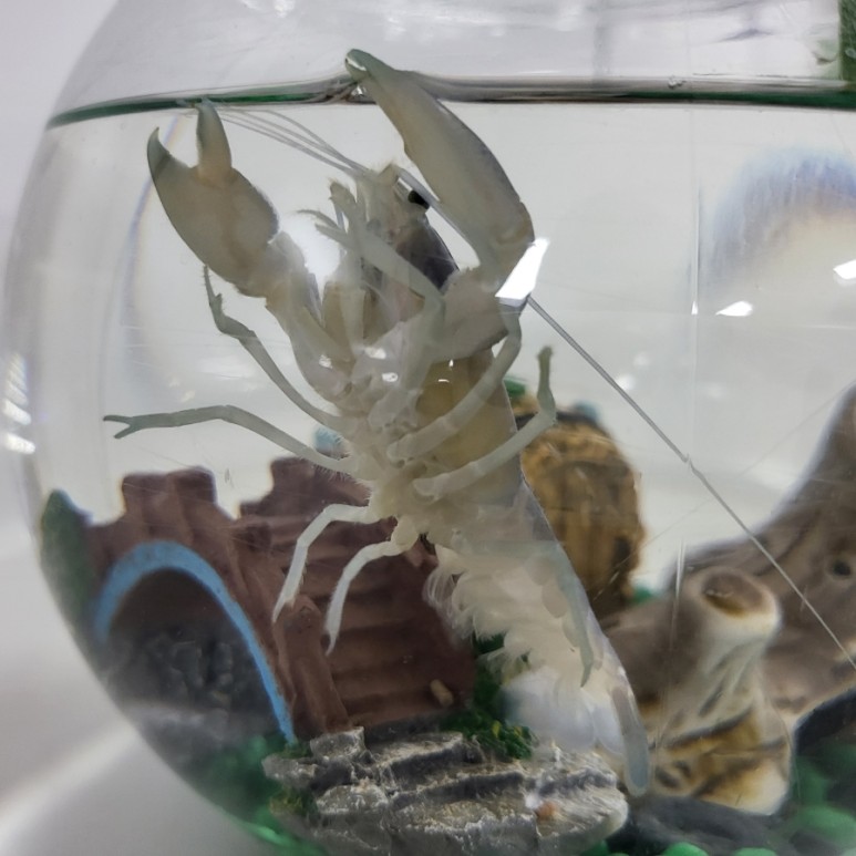 다이소화분 아이템으로 저렴한 가격에 생선, 청어 기르기(혼자 키운지 2개월 후) 8