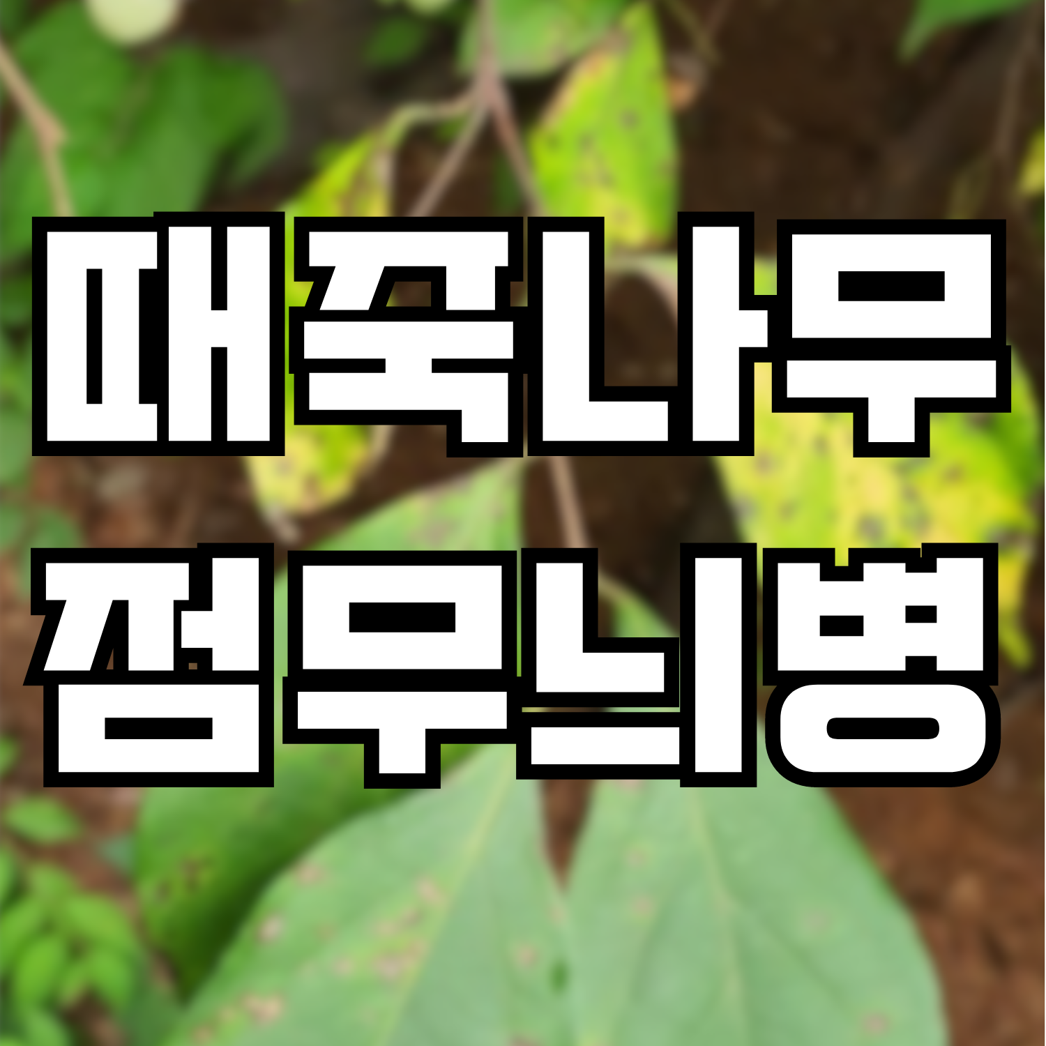  때죽나무 점무늬병