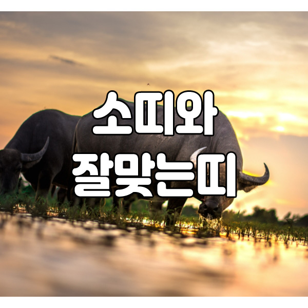  여자 소띠와 잘맞는띠 남자 소띠와 잘맞는띠