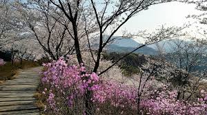  2021 벚꽃 명소(서울,대전,대구,부산,인천,울산,광주)