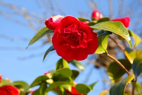 정원꾸미기 아름다운 빨간 꽃 - 동백꽃