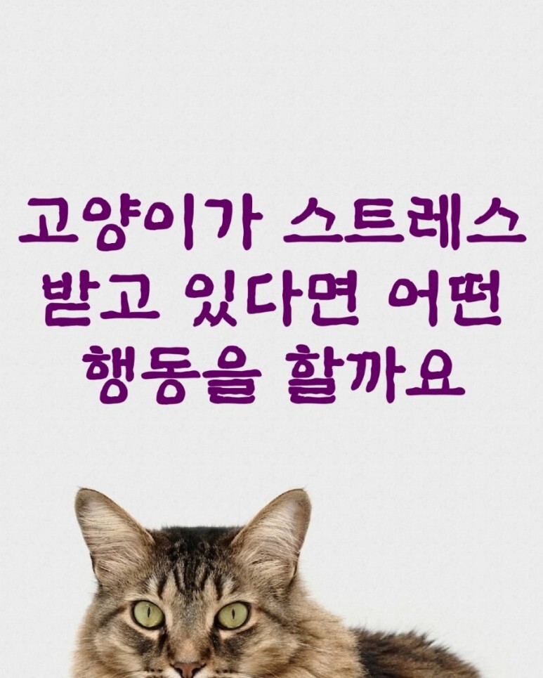 고양이가 스트레스 받고 있다면 어떤 행동을 할까요