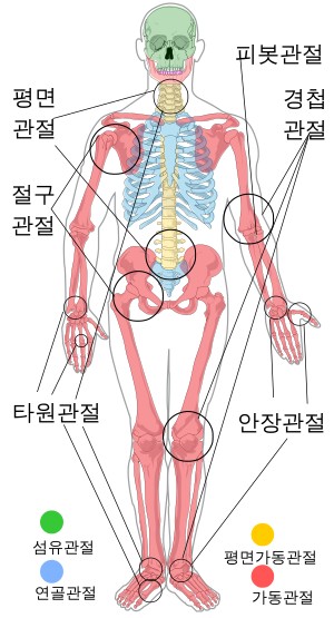 관절 가동범위 확대