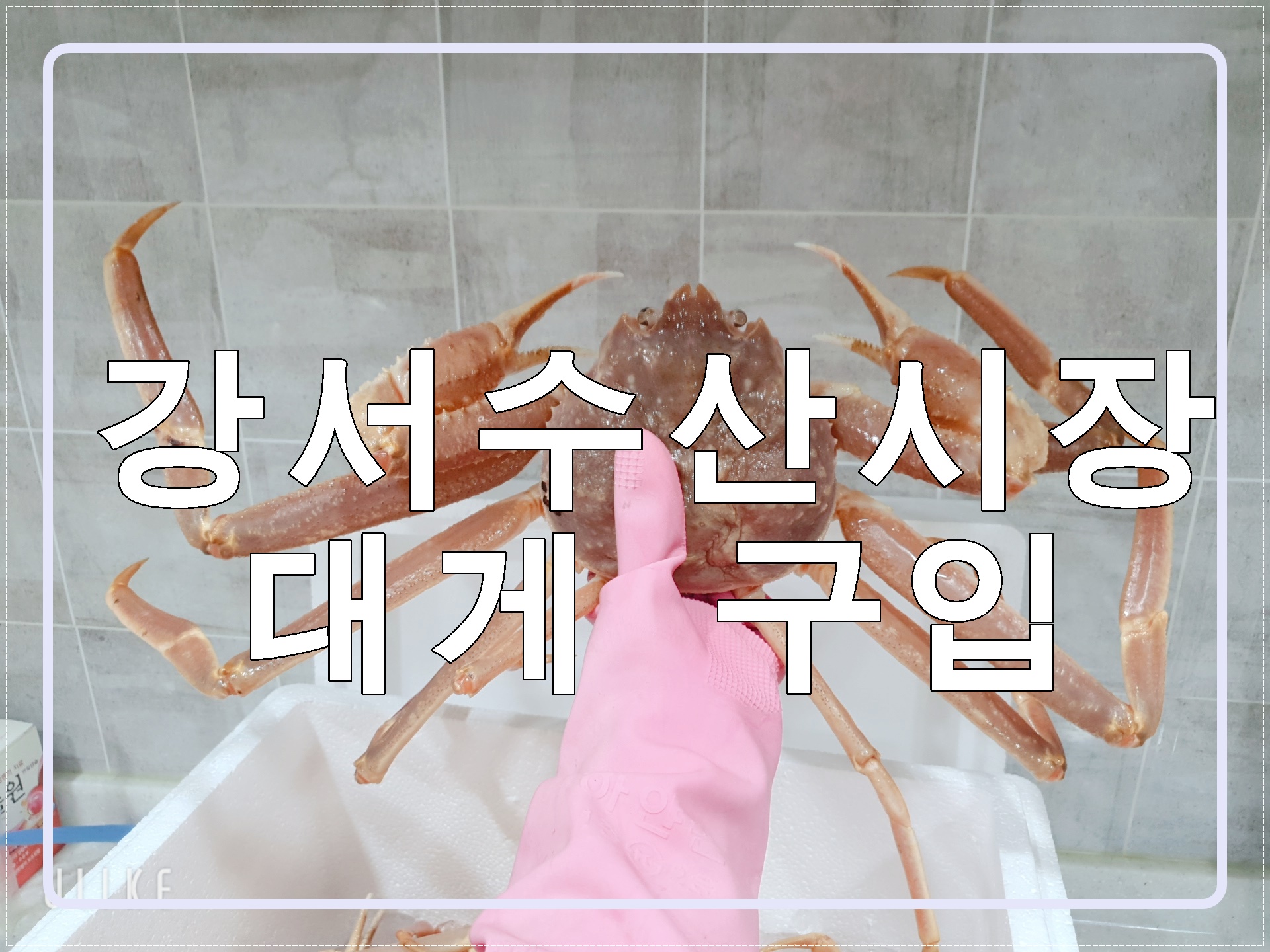  강서수산시장 맛집 가포수산 대게 구입후기#대게 시세 확인방법#대게찌는법