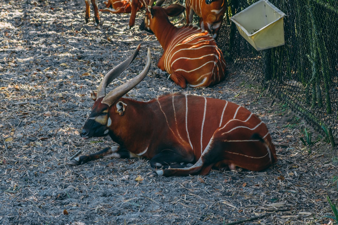 Bongo