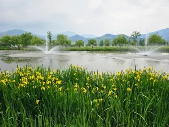 거창 창포원 노랑꽃창포 만개 시기와 관람 포인트_7