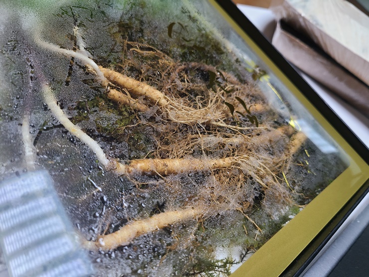  산양삼 장뇌삼 먹는 방법과 차이, 그리고 가격
