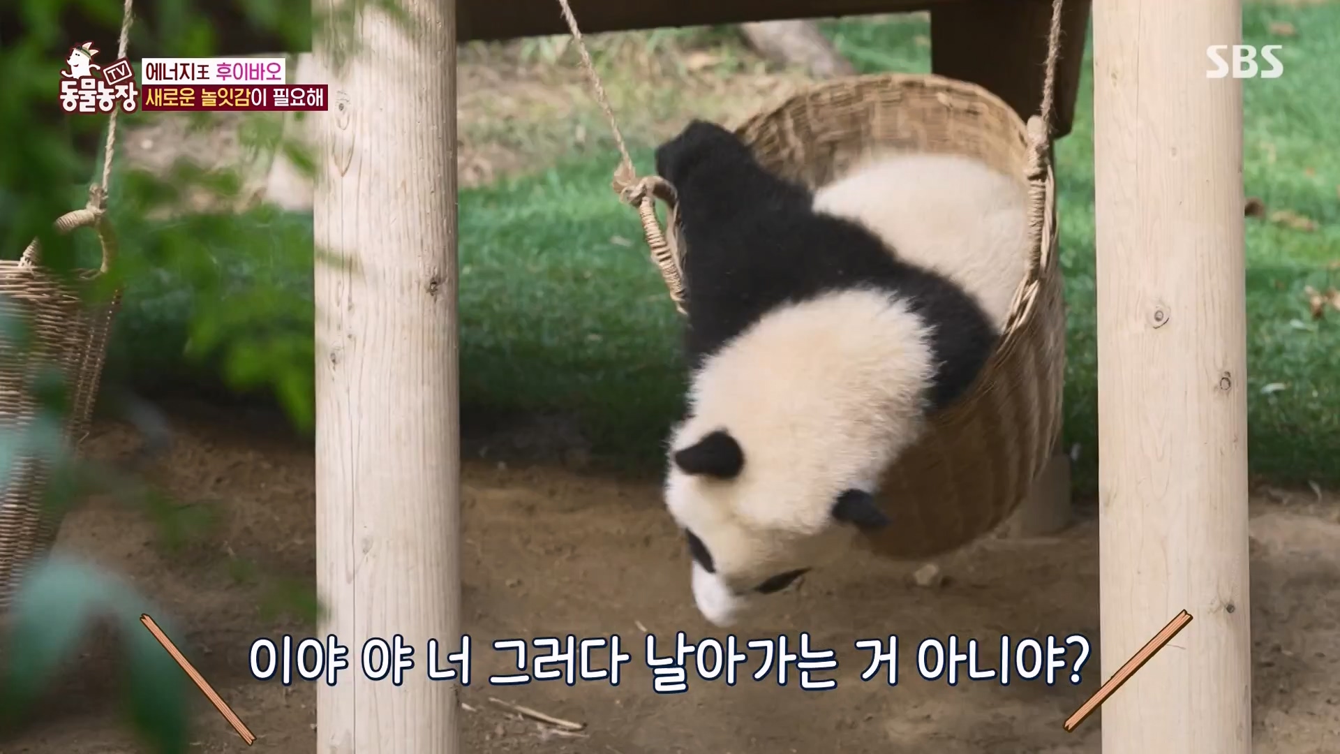 TV 동물농장.E1163.240317p-NEXT.mp4_20240317_171056.700.jpg