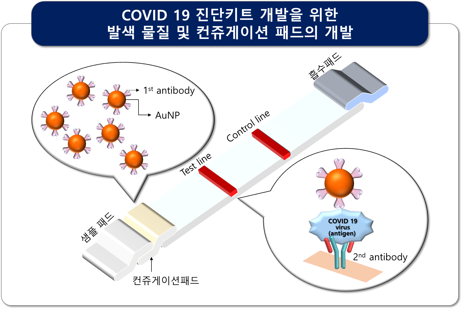 파워포인트를 이용한 면역스트립 그림