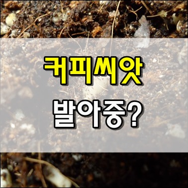  커피씨앗 발아중 일까요?