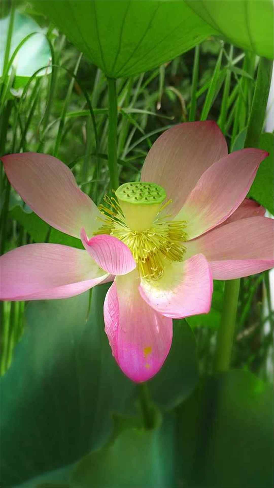 Lotus Flower iPhone Wallpaper