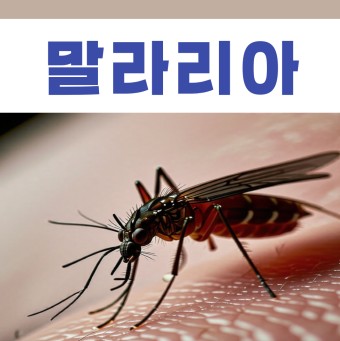 말라리아 증상 말라리아 검사비용 말라리아 검사병원 말라리아 위험지역