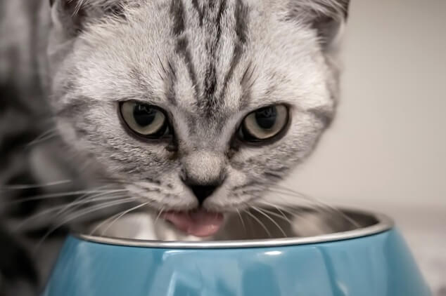 고양이-그릇-밥그릇-식기