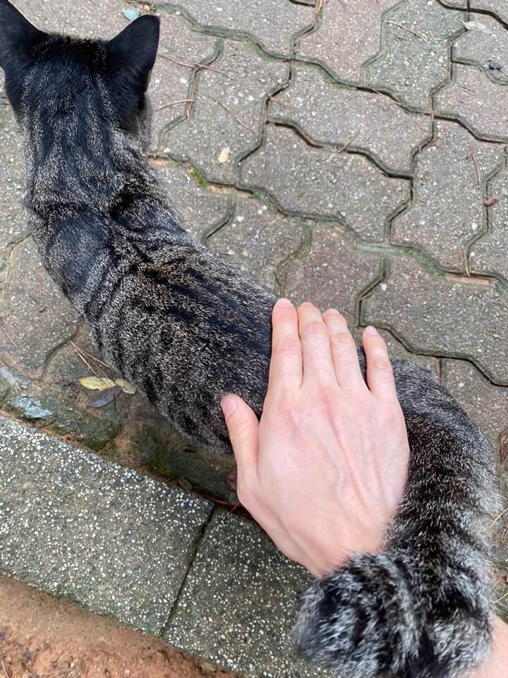 꼬리로-내손을-감싸는-기분좋은-고양이