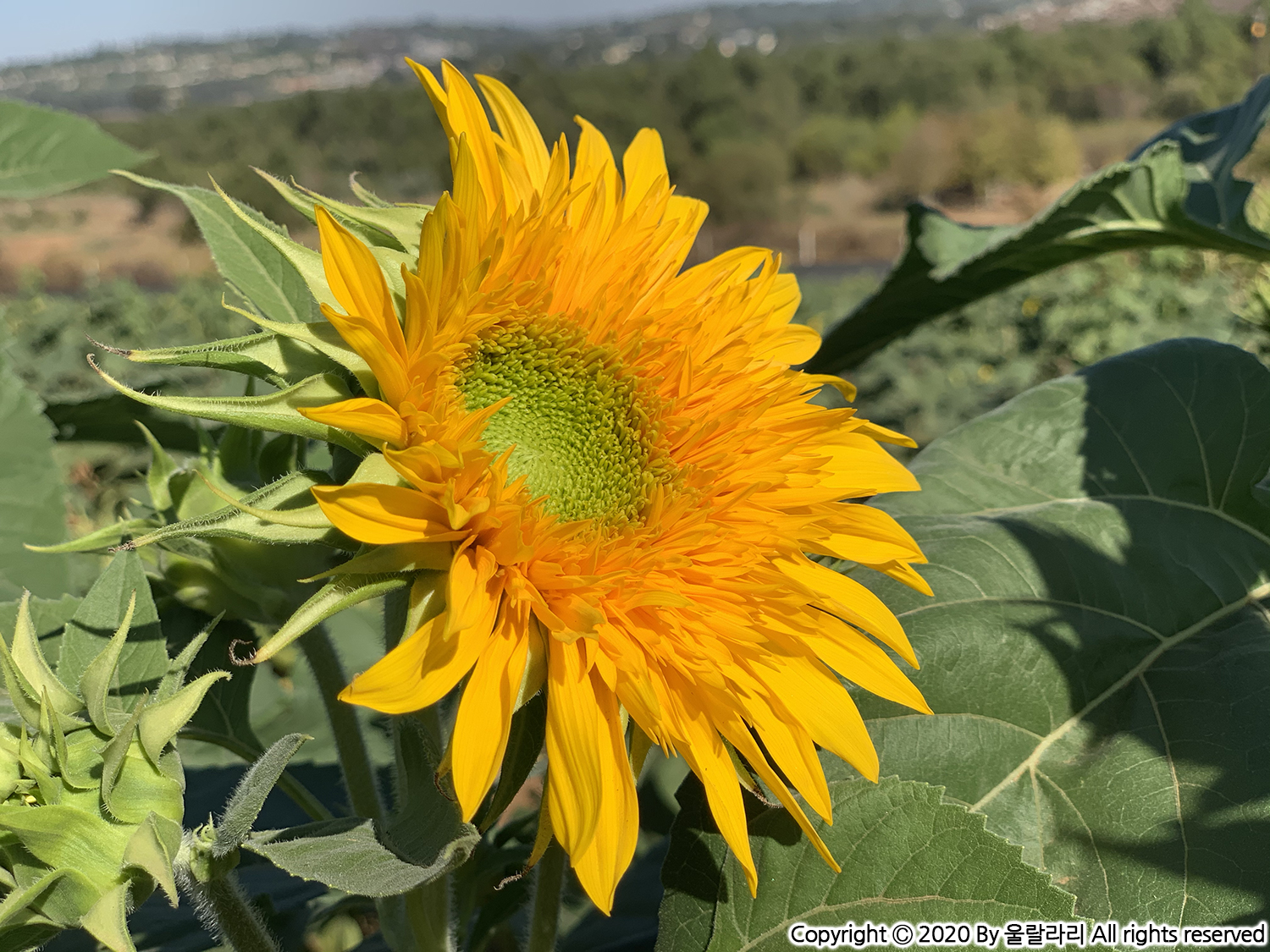 캘리포니아 해바라기 구경하기 좋은 곳 the best sunflower fields in southern california