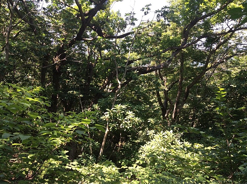  내장산 굴거리나무 군락&먹거리