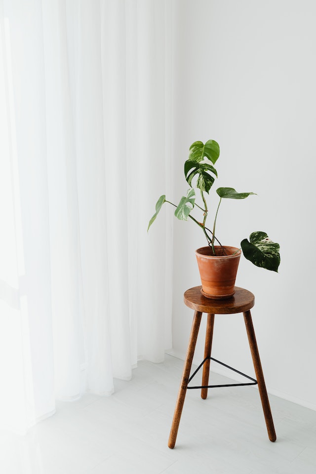 집에서 키울 수 있는 식물: 초보자를 위한 완벽한 가이드