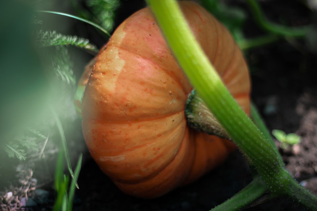 Pumpkin leaves