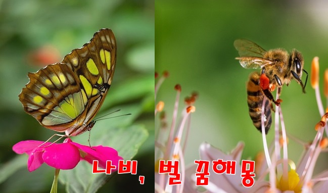  [무료꿈해몽]나비, 벌 꿈해몽;사랑,연인,태몽,호랑나비,노랑나비,하얀나비꿈,꿀벌,말벌,벌 태몽,사업가,결혼,애인 등.