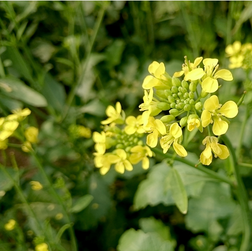  서양말냉이 (CLOWN'S MUSTARD PLANT) 효능 부작용 섭취법 알고 가세요.