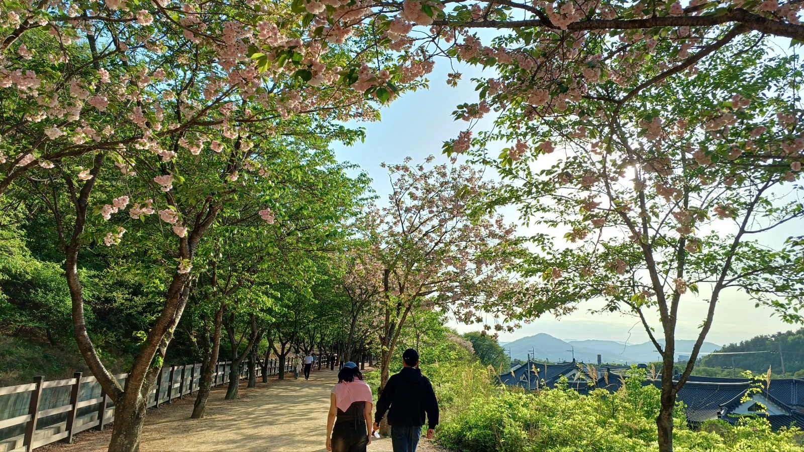 선덕여왕길 겹벚꽃4